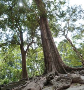 Ficus, temple de Ta Prohm, Angkor, Cambodge